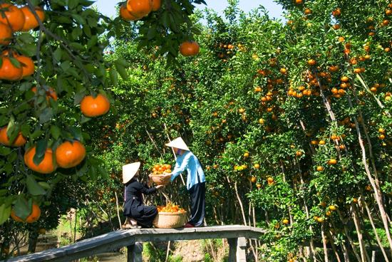 vuon-trai-cay-can-tho-kham-pha-miet-vuon-mien-nam