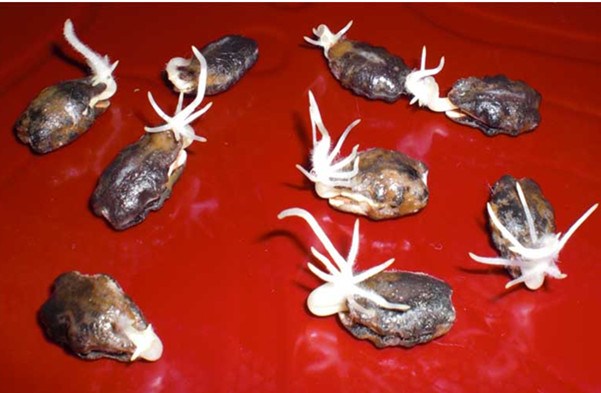 hạt lặc lày