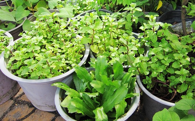 metunhien.vn Hướng dẫn trồng rau thơm, rau gia vị các loại