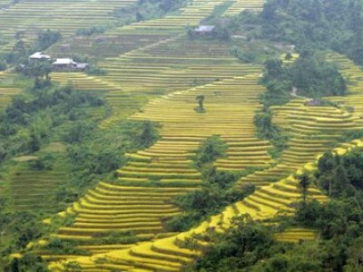 Ruộng bậc thang Sa Pa lại được xếp hạng trong top 11 ruộng bậc thang đẹp nhất thế giới