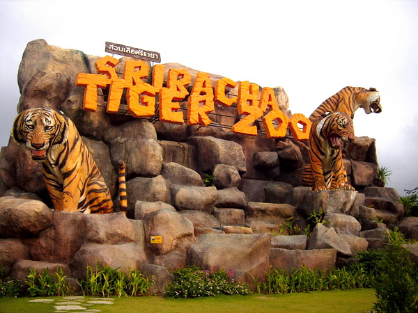 TIGER ZOO Thái Lan- điểm tham quan hấp dẫn