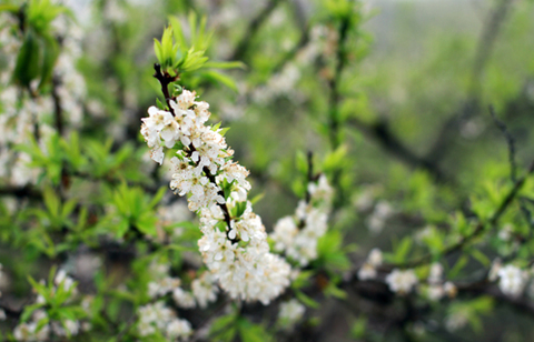 4 mùa hoa đẹp không thể cưỡng nổi ở Mộc Châu