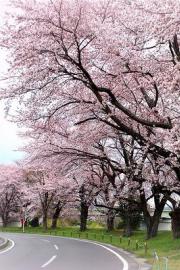 Những địa điểm ngắm mùa lá đỏ, vàng ở Tokyo