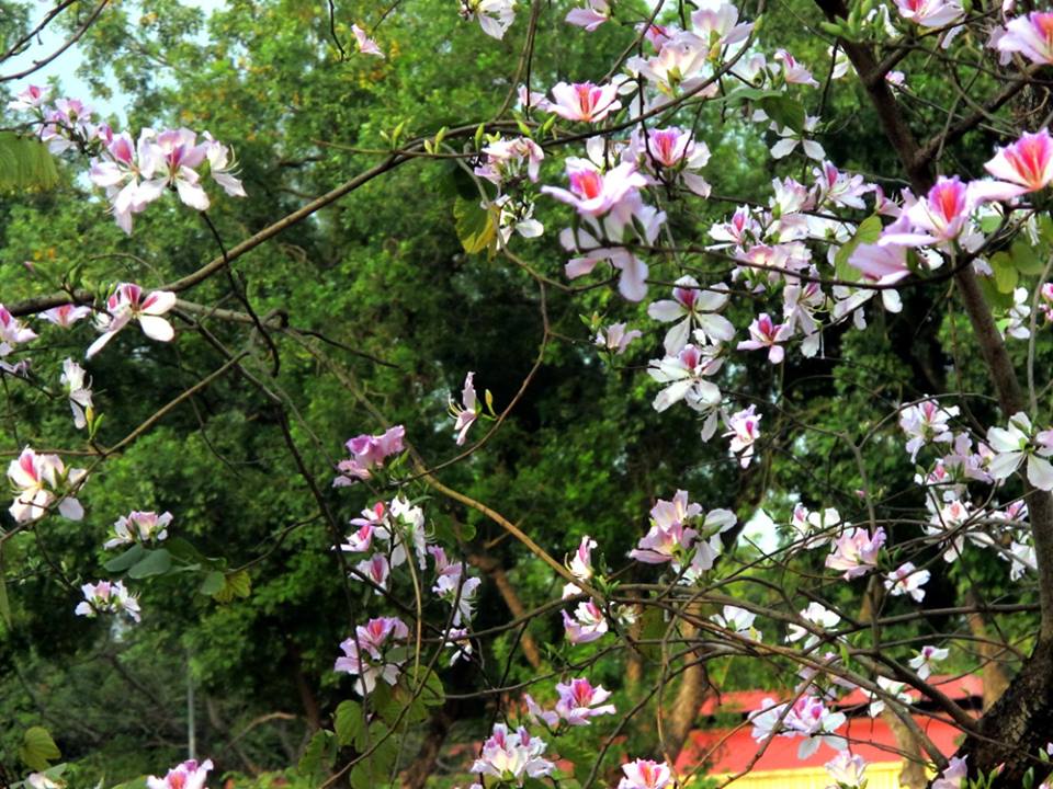 Những địa điểm du lịch không thể bỏ qua khi đến Sơn La