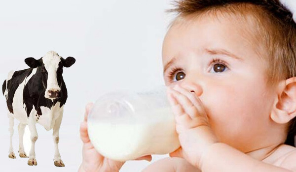 Các thành phần có trong sữa bò tươi