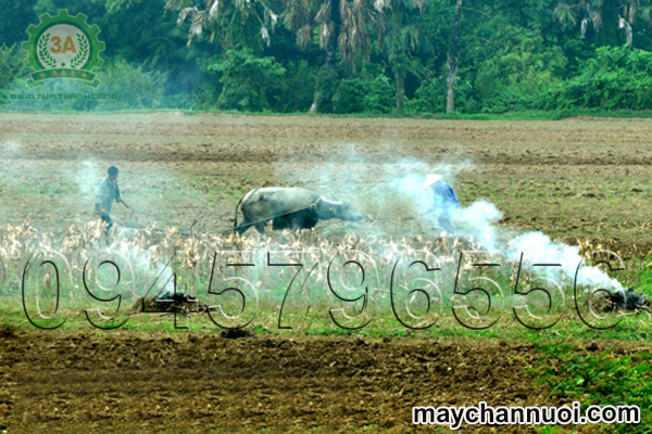Người dân đốt thân cây ngô sau khi thu hoạch