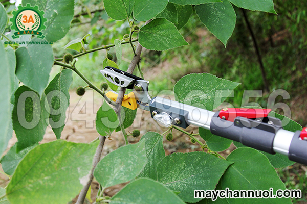 kéo cắt cành cây trên cao