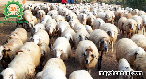 kỹ thuật chăn nuôi cừu lãi suất