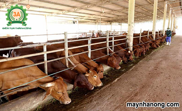 Kỹ thuật nuôi bò sinh sản năng suất cao