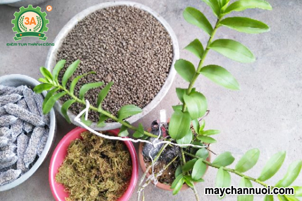 Bón chế phẩm trichoderma cho lan