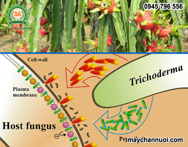 tác dụng của Chế phẩm Trichoderma