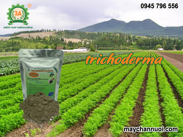 Chế phẩm Trichoderma