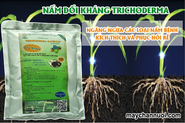 cách ủ phân bò với Trichoderma nhanh hoai mục