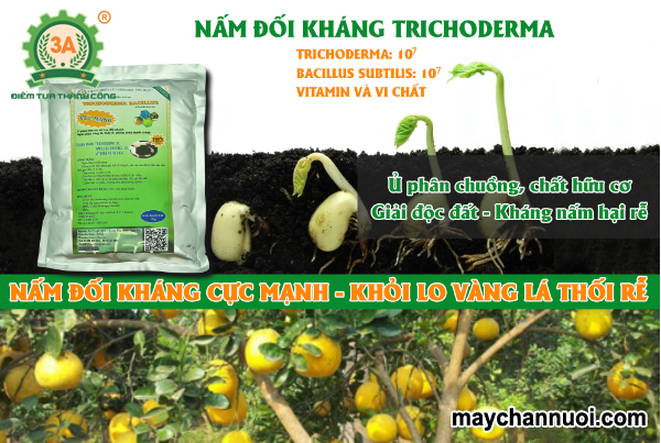 bí quyết xử lý đất bằng Trichoderma