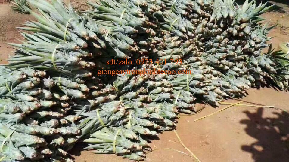 giống cây dứa mật ( không cần gọt vỏ ) - Dolatrees chia sẻ kiến thức về ...