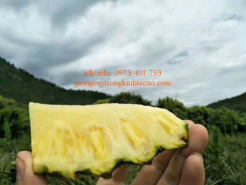 giống cây dứa mật ( không cần gọt vỏ ) - Dolatrees chia sẻ kiến thức về ...