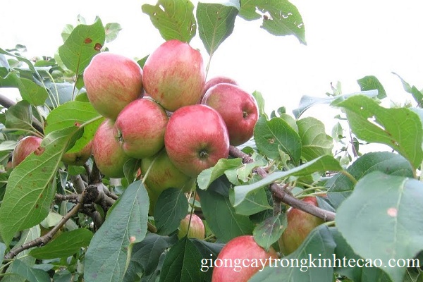Cách trồng và chăm sóc giống cây táo tàu hiệu quả