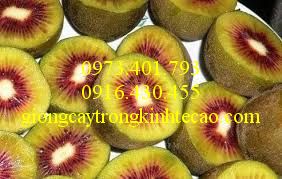 Giống cây Kiwi