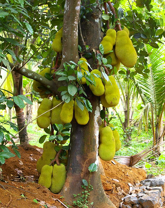 Giống cây mít trái dài Malaisia