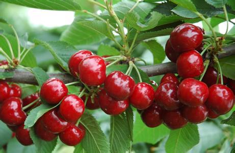 Hướng dẫn cách trồng và chăm sóc Cherry Brazil