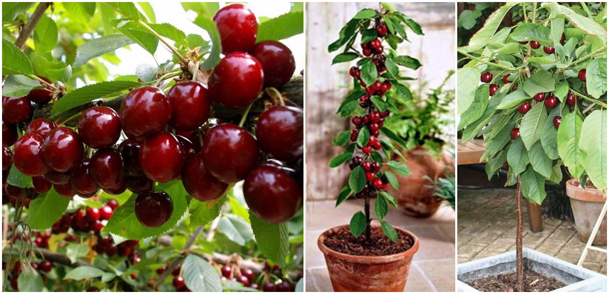 Hướng dẫn cách trồng và chăm sóc Cherry Brazil