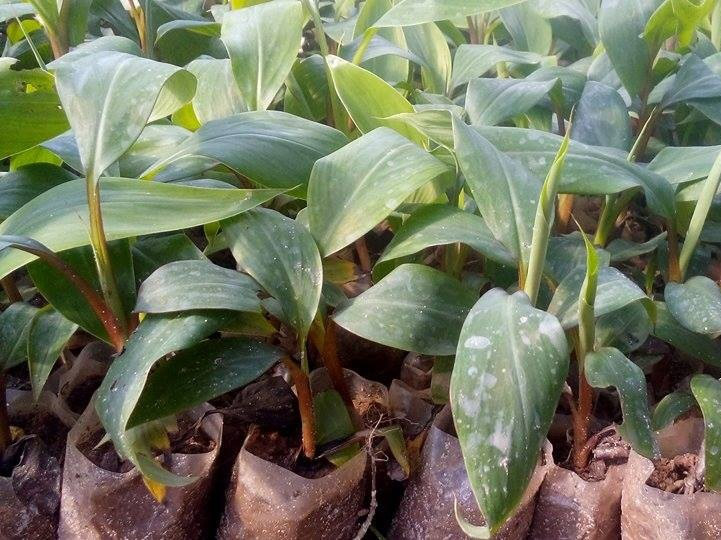 Chuối đỏ Dacca - Giống cây trồng hiệu quả kinh tế cao