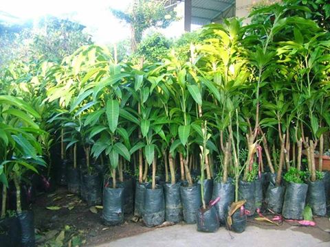 Kỹ thuật trồng và chăm sóc giống cây xoài