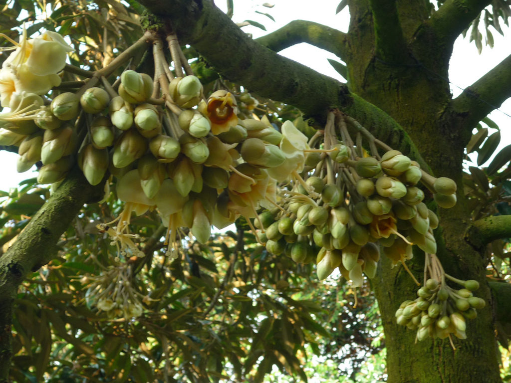 Hướng dẫn trồng giống sầu riêng sai trĩu quả 