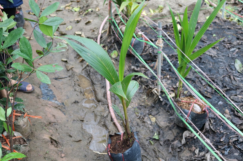 Trồng và chăm sóc giống cây cau tứ quý