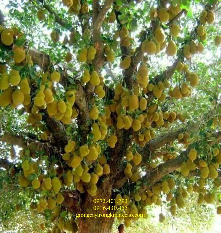 Cây Mít Thái Siêu Sớm 2 năm Tuổi Đang Có Quả