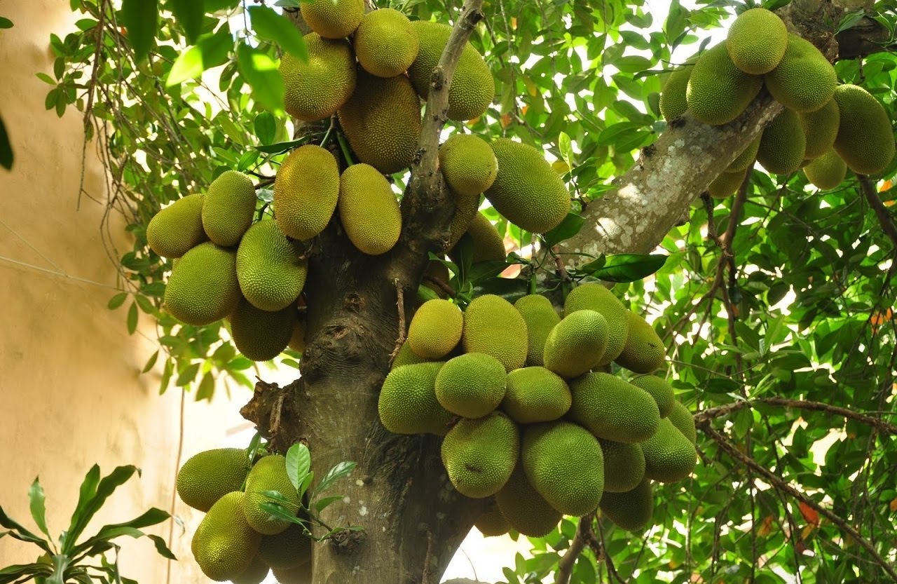 Giống cây mít trái dài Malaisia