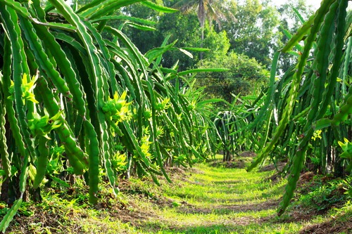 Giống cây thanh long năng suất hiệu quả kinh tế cao