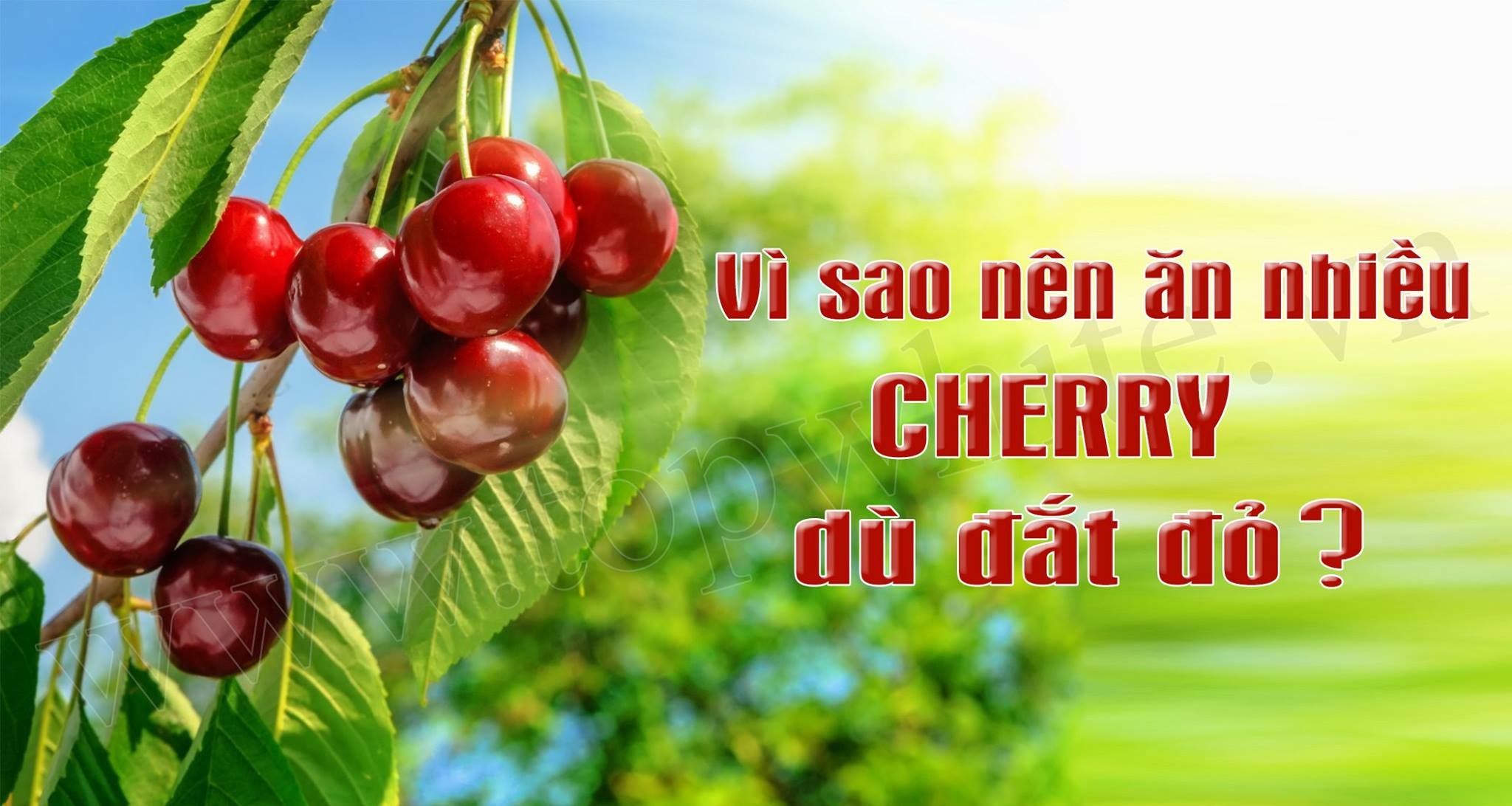 🍃🍒🍃 LỢI ÍCH TUYỆT VỜI KHI ĂN QUẢ CHERY MỖI NGÀY 🍃🍒🍃
