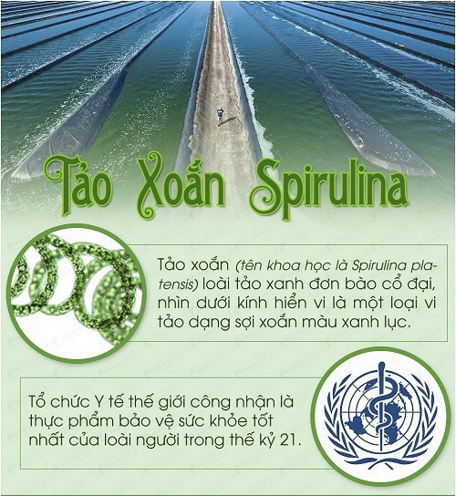 Hướng dẫn sử dụng tảo biển Spirulina Nhật Bản đúng cách và hiệu quả nhất.
