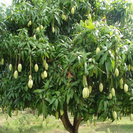 SẢN PHẨM NHỰA SINH HỌC CHIẾT XUẤT TỪ LÁ XOÀI