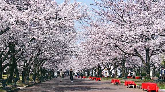 LỄ HỘI NGẮM HOA ANH ĐÀO TẠI NHẬT BẢN