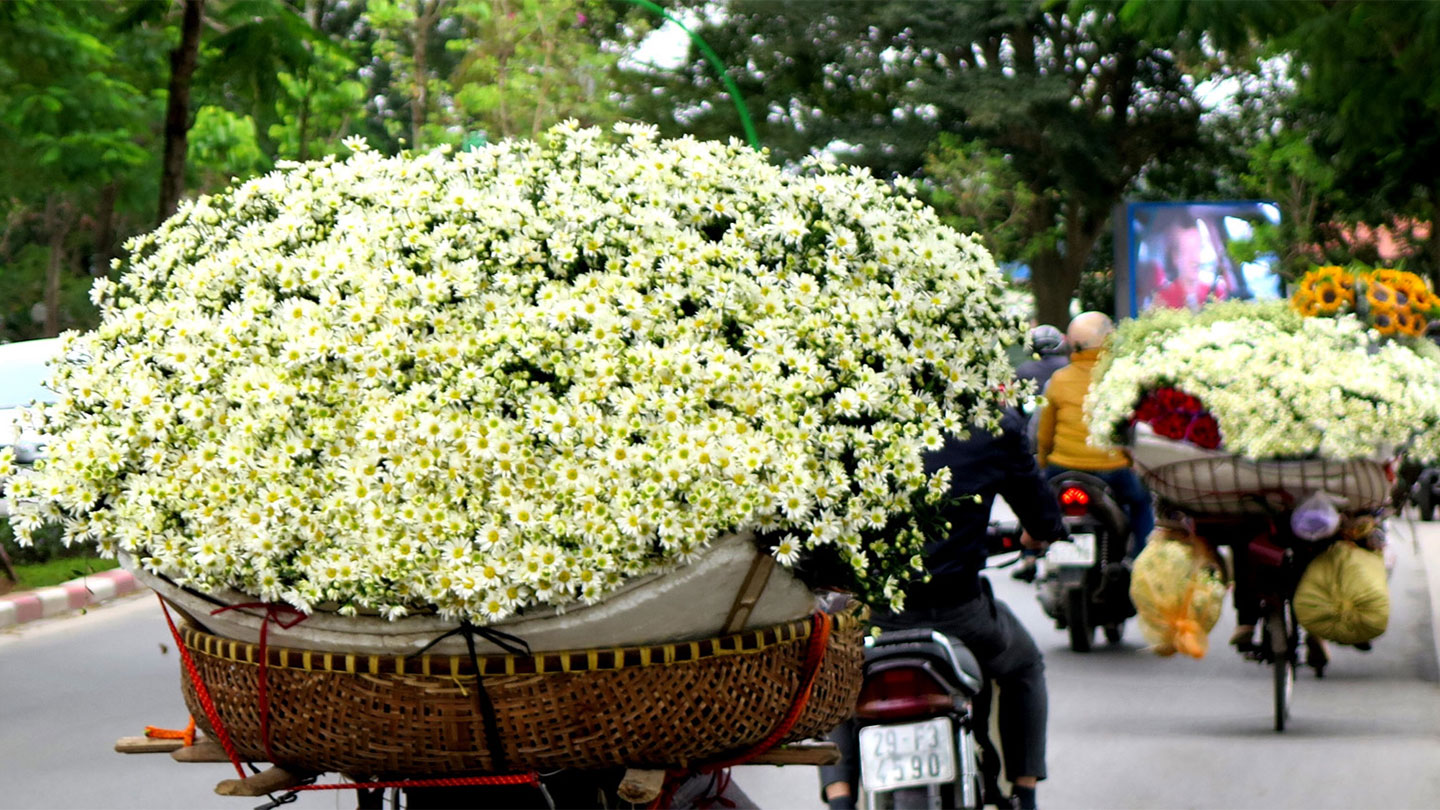 Đẹp ngỡ ngàng với mùa cúc hoạ mi ở  Hà Nội