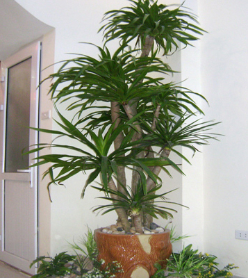 https://vpphanoi.com/cay-thiet-moc-lan