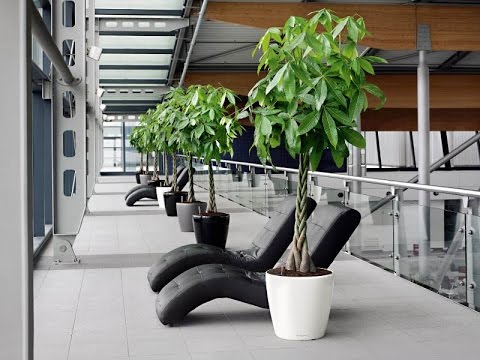 https://vpphanoi.com/cay-thiet-moc-lan