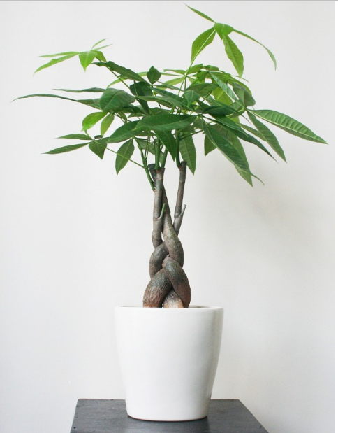 https://vpphanoi.com/cay-thiet-moc-lan