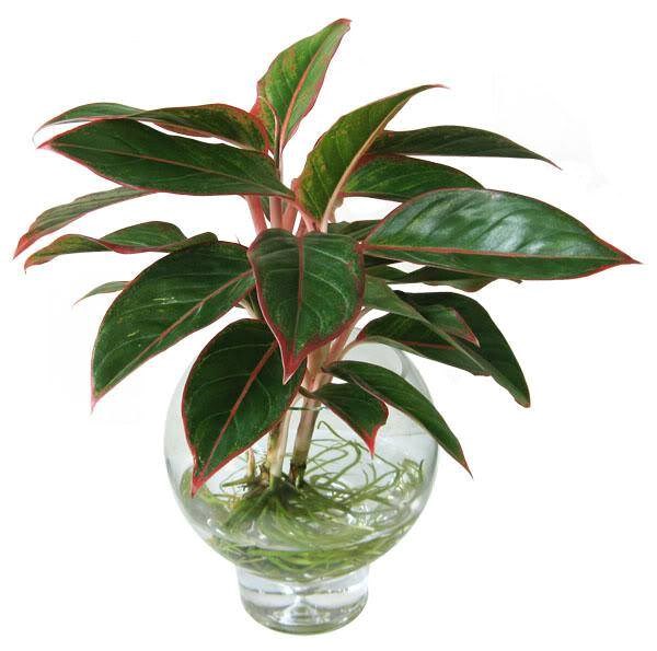 Kết quả hình ảnh cho cây phú quý