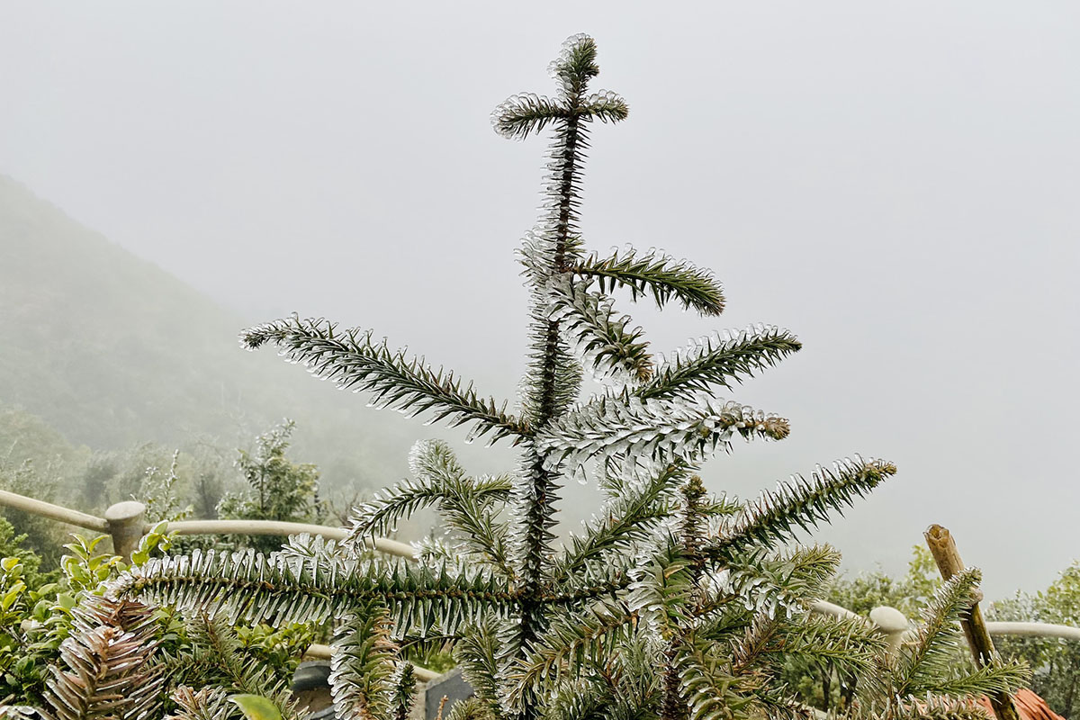 Băng tuyết Sapa - Du lịch Sapa