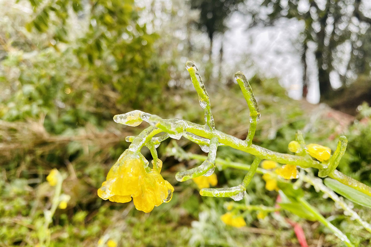 Băng tuyết Sapa - Du lịch Sapa