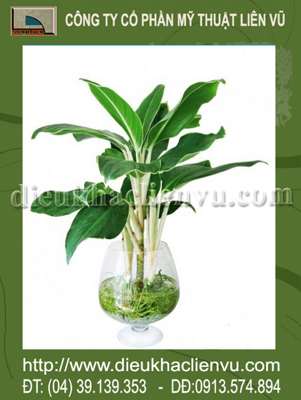 Cách chăm sóc cây cảnh trong chậu cho cây phát triển tốt nhất ( Phần 3 ) Cách chăm sóc cây cảnh trong chậu cho cây phát triển tốt nhất ( Phần 3 )