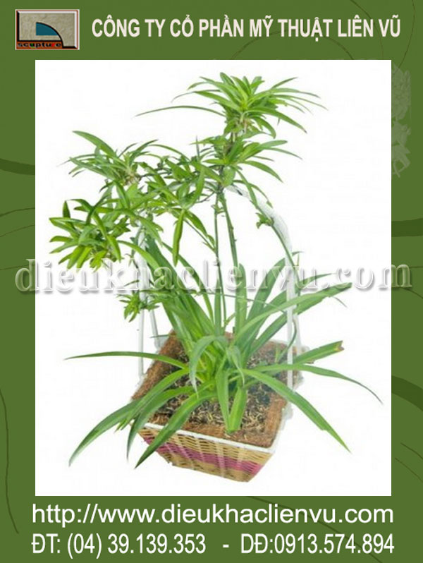 Cách chăm sóc cây cảnh trong chậu cho cây phát triển tốt nhất ( Phần 1 ) Cách chăm sóc cây cảnh trong chậu cho cây phát triển tốt nhất ( Phần 1 )