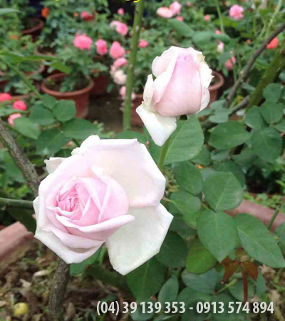 Hoa hồng Vân Khôi (hồng Cung Phủ)