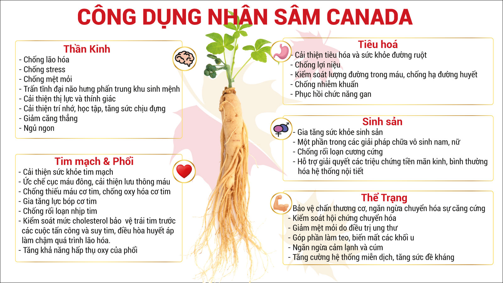 Viên nhân sâm CND GINSENG Gold tăng cường sức khoẻ, nâng cao sức đề kháng, giảm mệt mỏi, giúp tỉnh táo