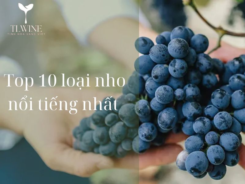 Các Giống Nho Làm Rượu Vang – Top 10 cái tên phổ biến và nổi tiếng nhất