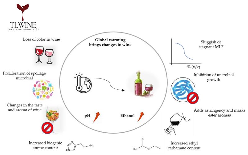 Malolactic Fermentation là gì?