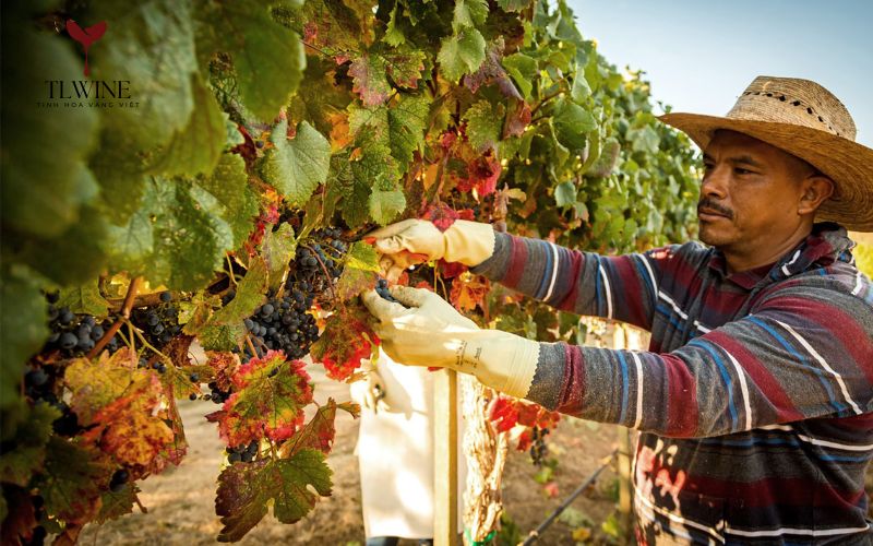 Quy Trình Sản Xuất Rượu Vang Nho Chuẩn Từ Chuyên Gia